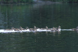 Mallard Ducks