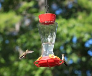 Ruby-throated Hummingbirds