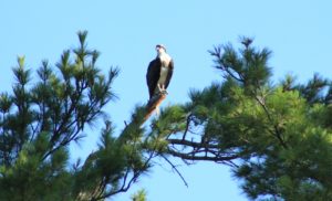 Osprey