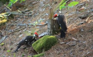 Pileated Woodpeckers