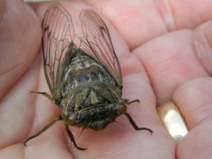 cicada